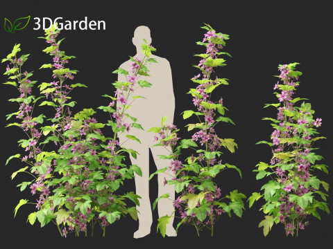 Malva sylvestris - Common mallow 3D Model