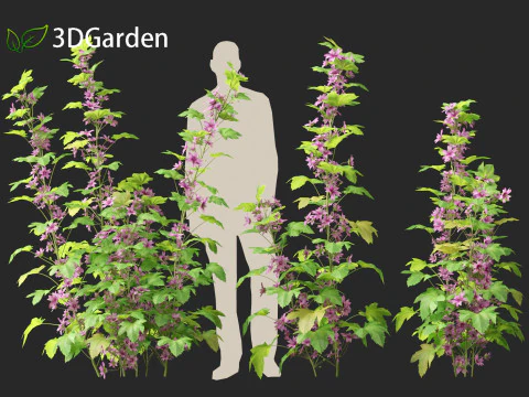 Malva sylvestris - Common mallow 3D Model