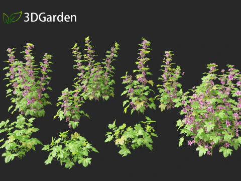 Malva sylvestris - Common mallow 3D Model