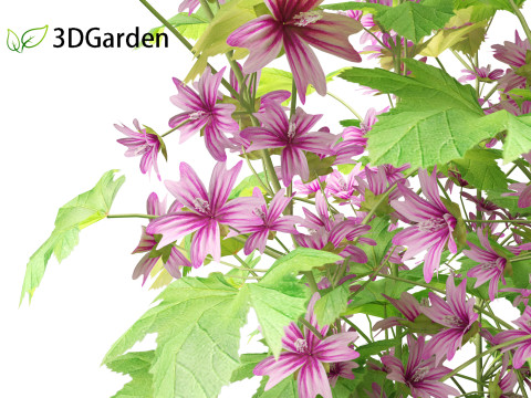 Malva sylvestris - Common mallow 3D Model