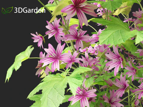 Malva sylvestris - Common mallow 3D Model