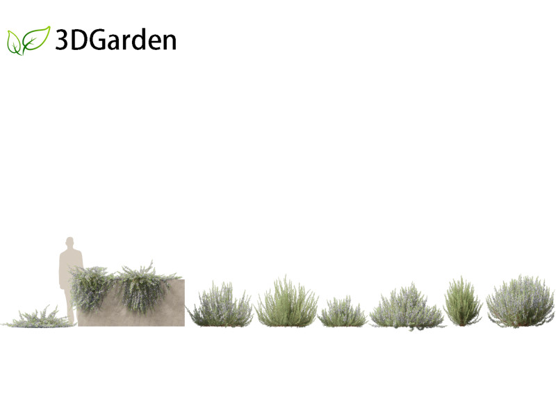 Rosmarinus officinalis Rosemary 3D 模型 .c4d .max .obj .3ds .fbx .stl .blend 