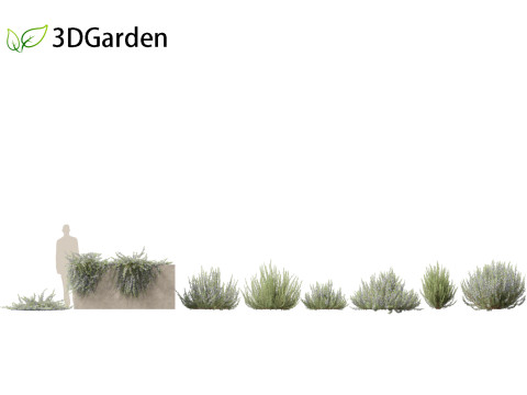 Rosmarinus officinalis Rosemary 3D Model
