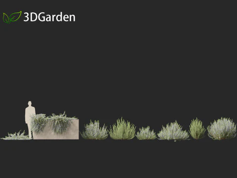 Rosmarinus officinalis Rosemary 3D Model