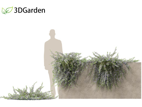 Rosmarinus officinalis Rosemary 3D 模型