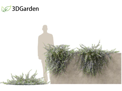 Rosmarinus officinalis Rosemary 3D Model
