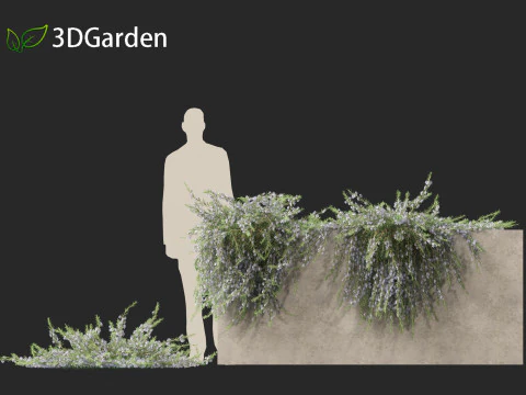 Rosmarinus officinalis Rosemary 3D Model