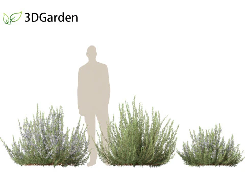 Rosmarinus officinalis Rosemary 3D Model
