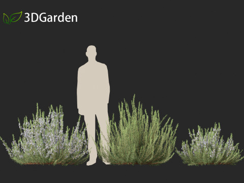 Rosmarinus officinalis Rosemary 3D 模型