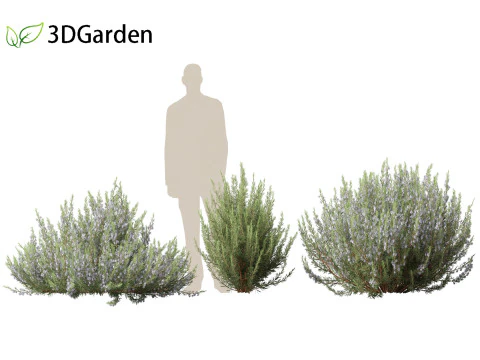 Rosmarinus officinalis Rosemary 3D Model