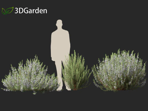 Rosmarinus officinalis Rosemary 3D Model