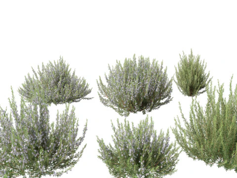 Rosmarinus officinalis Rosemary 3D Model