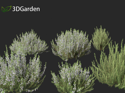 Rosmarinus officinalis Rosemary 3D 模型