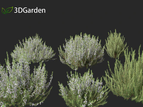 Rosmarinus officinalis Rosemary 3D Model