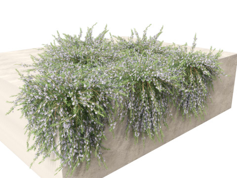 Rosmarinus officinalis Rosemary 3D 模型