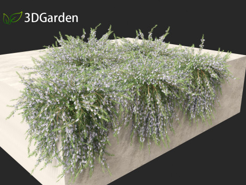 Rosmarinus officinalis Rosemary 3D 模型