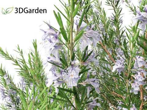 Rosmarinus officinalis Rosemary 3D Model