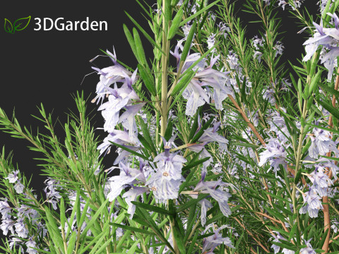 Rosmarinus officinalis Rosemary 3D 模型