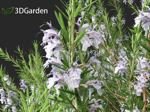 Rosmarinus officinalis Rosemary 3D Model