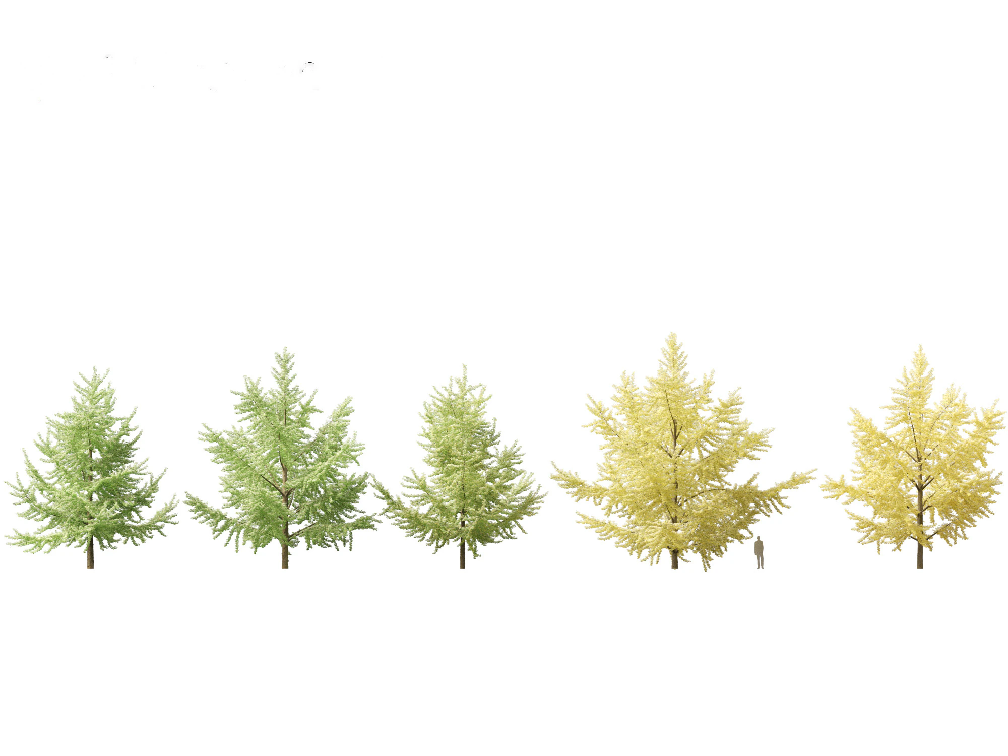 Ginkgo Biloba - Maidenhair Tree 05 3D Model .c4d .max .obj .3ds .fbx .stl .blend 