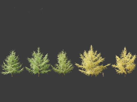 Ginkgo Biloba - Maidenhair Tree 05 3D Model