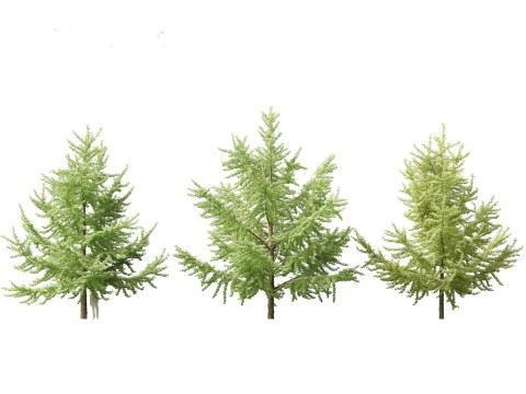 Ginkgo Biloba - Maidenhair Tree 05 3D Model