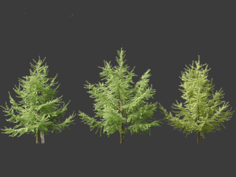 Ginkgo Biloba - Maidenhair Tree 05 3D Model