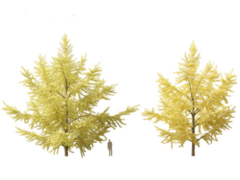 Ginkgo Biloba - Maidenhair Tree 05 3D Model