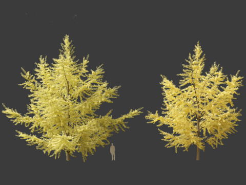Ginkgo Biloba - Maidenhair Tree 05 3D Model