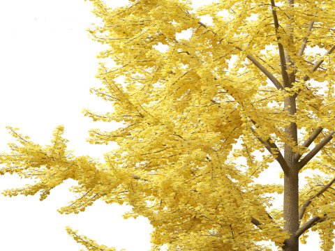 Ginkgo Biloba - Maidenhair Tree 05 3D Model