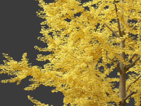 Ginkgo Biloba - Maidenhair Tree 05 3D Model