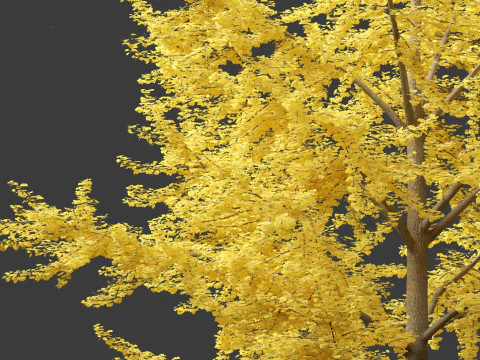 Ginkgo Biloba - Maidenhair Tree 05 3D Model