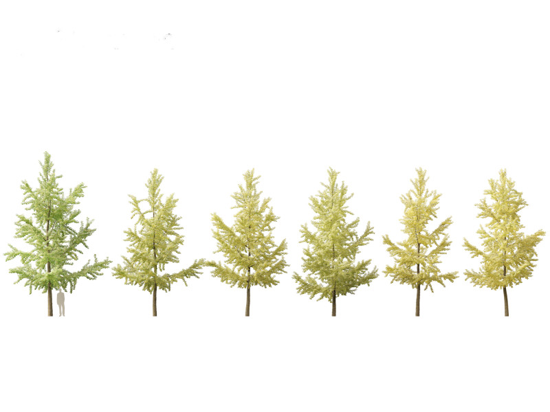 Ginkgo Biloba - Maidenhair Tree 04 3D 模型 .c4d .max .obj .3ds .fbx .stl .blend 
