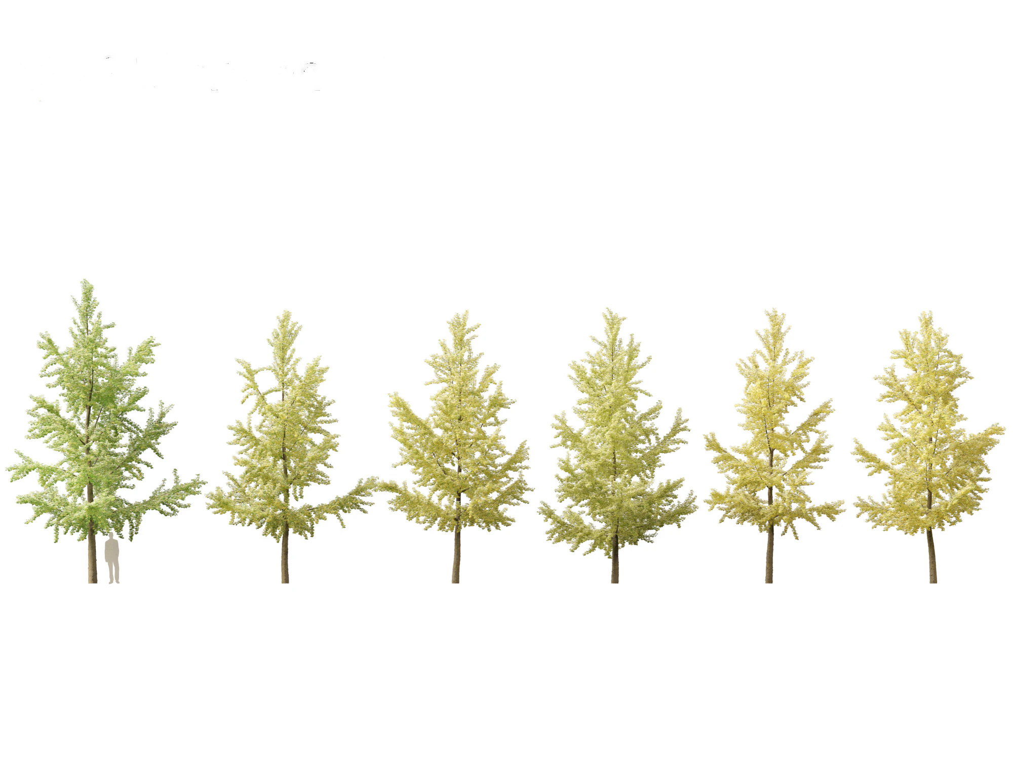 Ginkgo Biloba - Maidenhair Tree 04 3D Model .c4d .max .obj .3ds .fbx .stl .blend 