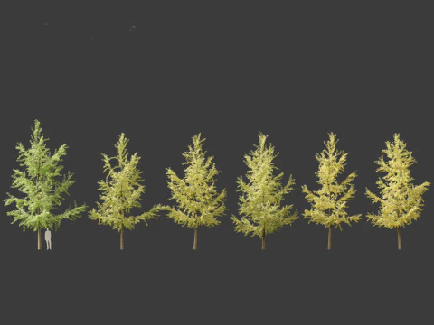 Ginkgo Biloba - Maidenhair Tree 04 3D Model