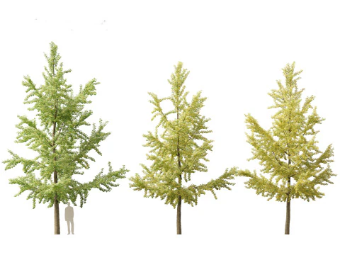 Ginkgo Biloba - Maidenhair Tree 04 3D Model