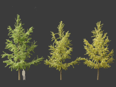 Ginkgo Biloba - Maidenhair Tree 04 3D Model