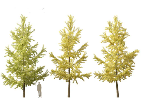 Ginkgo Biloba - Maidenhair Tree 04 3D Model