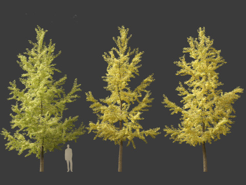 Ginkgo Biloba - Maidenhair Tree 04 3D 模型