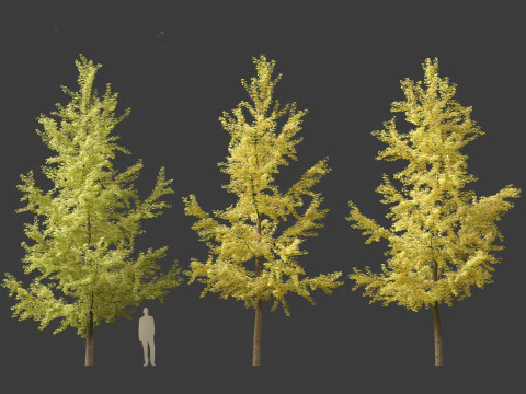 Ginkgo Biloba - Maidenhair Tree 04 3D Model