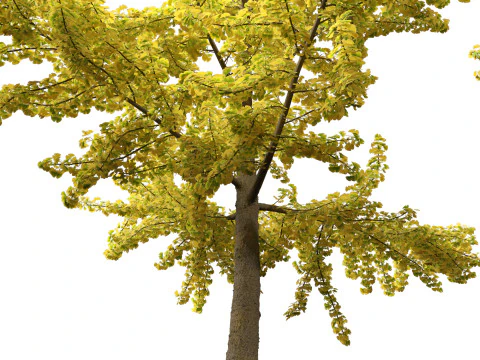 Ginkgo Biloba - Maidenhair Tree 04 3D Model