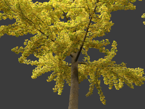 Ginkgo Biloba - Maidenhair Tree 04 3D 模型