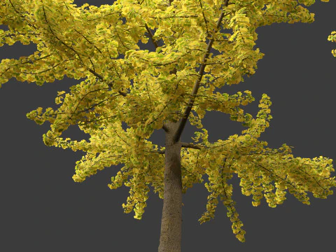 Ginkgo Biloba - Maidenhair Tree 04 3D Model