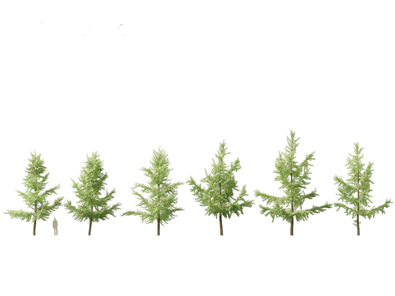Ginkgo Biloba - Maidenhair Tree 03 3Dモデル .c4d .max .obj .3ds .fbx .stl .blend 