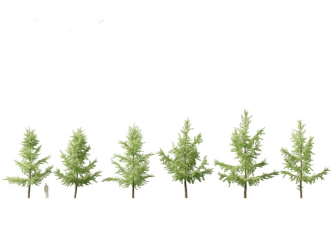 Ginkgo Biloba - Maidenhair Tree 03 3D Model