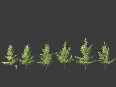 Ginkgo Biloba - Maidenhair Tree 03 3Dモデル