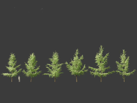 Ginkgo Biloba - &Aacute;rvore Maidenhair 03 Modelo 3D