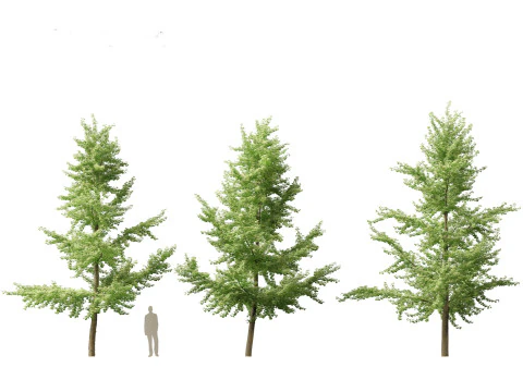 Ginkgo Biloba - &Aacute;rvore Maidenhair 03 Modelo 3D