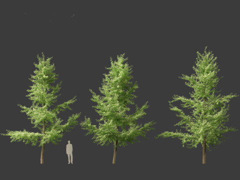 Ginkgo Biloba - Maidenhair Tree 03 3Dモデル