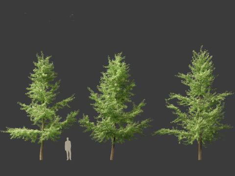 Ginkgo Biloba - &Aacute;rvore Maidenhair 03 Modelo 3D